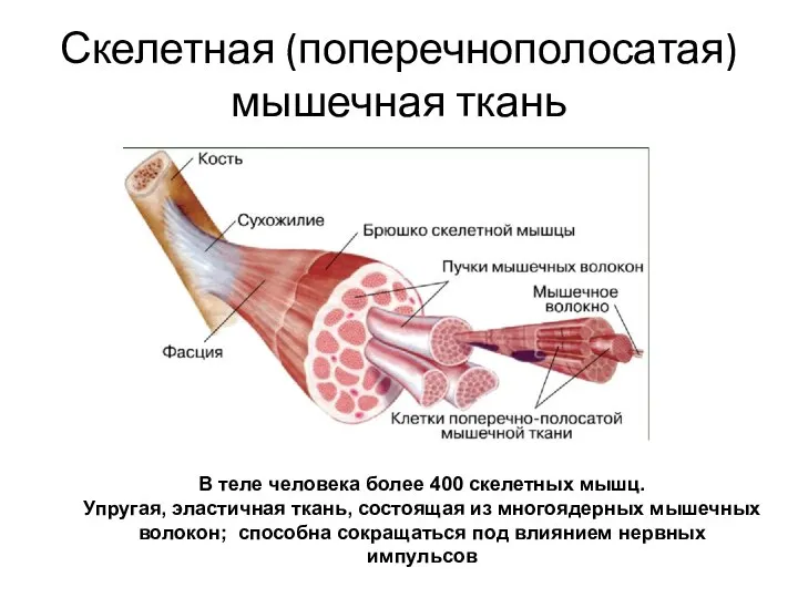 Скелетная (поперечнополосатая) мышечная ткань В теле человека более 400 скелетных мышц. Упругая,