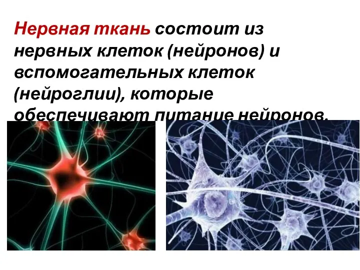 Нервная ткань состоит из нервных клеток (нейронов) и вспомогательных клеток (нейроглии), которые обеспечивают питание нейронов.
