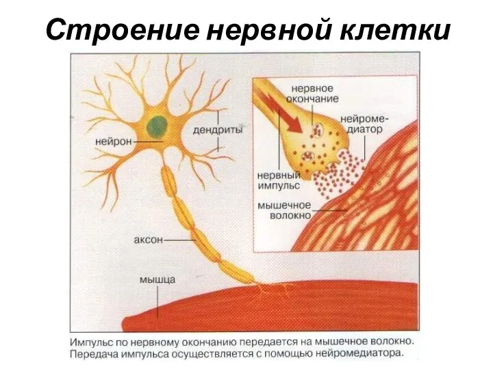 Строение нервной клетки
