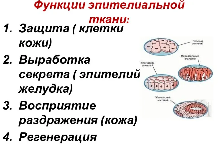 Функции эпителиальной ткани: Защита ( клетки кожи) Выработка секрета ( эпителий желудка) Восприятие раздражения (кожа) Регенерация