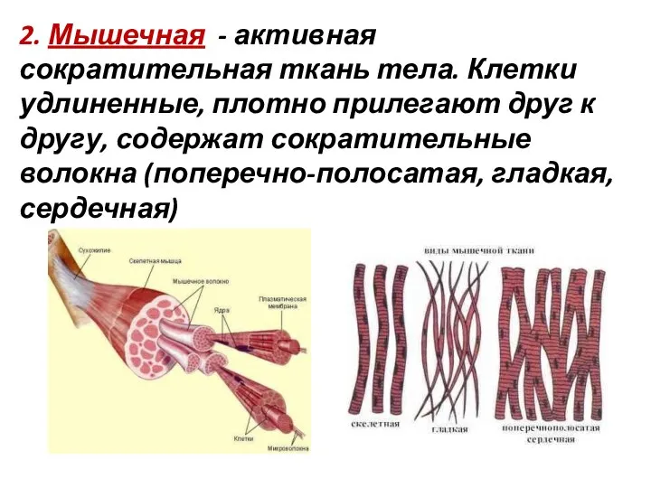 2. Мышечная - активная сократительная ткань тела. Клетки удлиненные, плотно прилегают друг