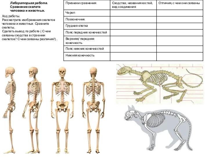 Лабораторная работа. Сравнение скелета человека и животных. Ход работы. Рассмотрите изображения скелетов