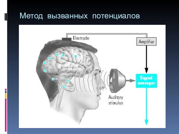 Метод вызванных потенциалов