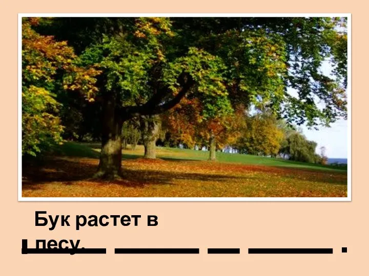 Бук растет в лесу. .