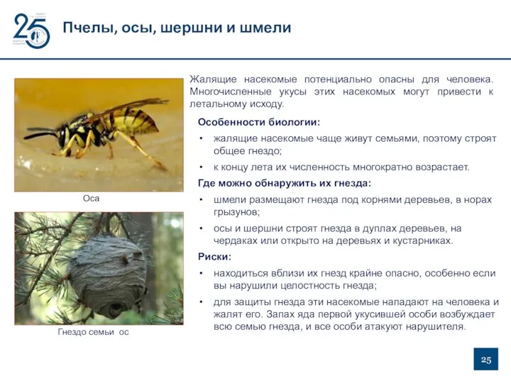 Жалящие насекомые потенциально опасны для человека. Многочисленные укусы этих насекомых могут привести