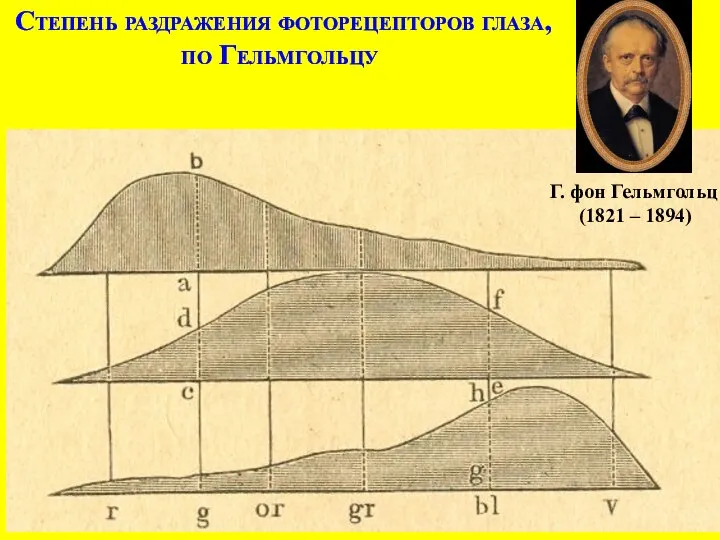 Степень раздражения фоторецепторов глаза, по Гельмгольцу Г. фон Гельмгольц (1821 – 1894)