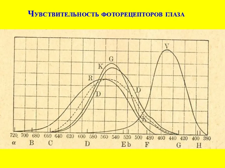 Чувствительность фоторецепторов глаза