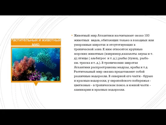 Растительный и животный мир Животный мир Атлантики насчитывает около 100 животных видов,