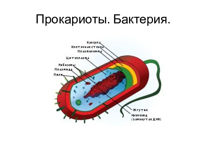 Прокариоты. Бактерия.