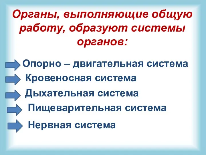 Органы, выполняющие общую работу, образуют системы органов: Опорно – двигательная система Кровеносная