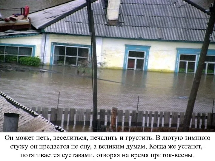 Он может петь, веселиться, печалить и грустить. В лютую зимнюю стужу он