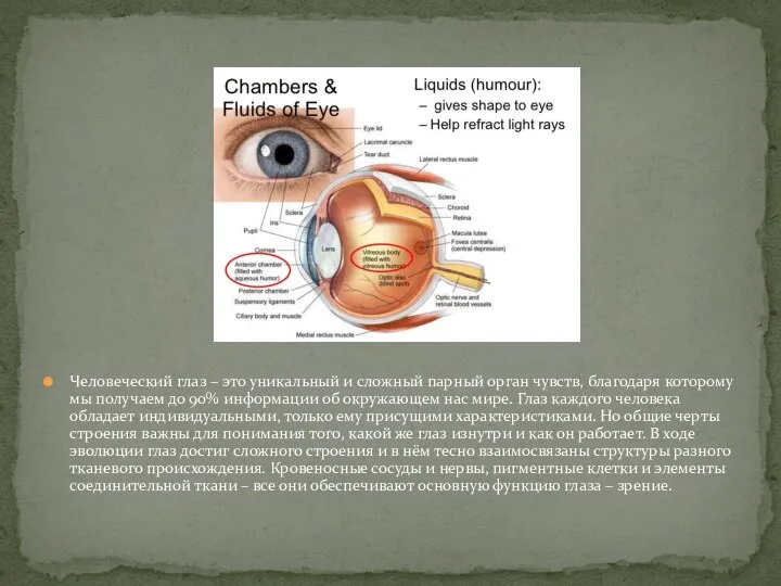 Человеческий глаз – это уникальный и сложный парный орган чувств, благодаря которому