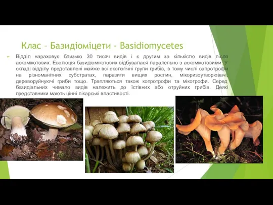 Клас – Базидіоміцети - Basidiomycetes Відділ нараховує близько 30 тисяч видів і