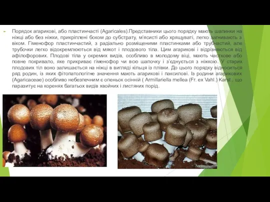 Порядок агарикові, або пластинчасті (Agaricales).Представники цього порядку мають шапинки на ніжці або