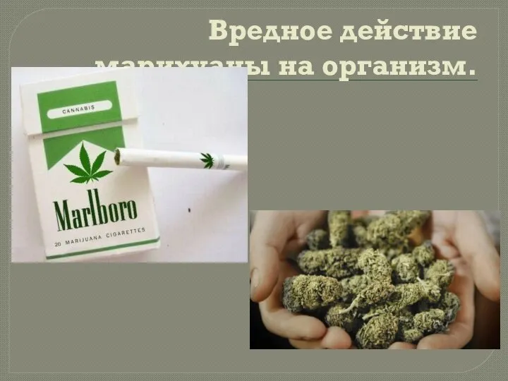 Вредное действие марихуаны на организм.