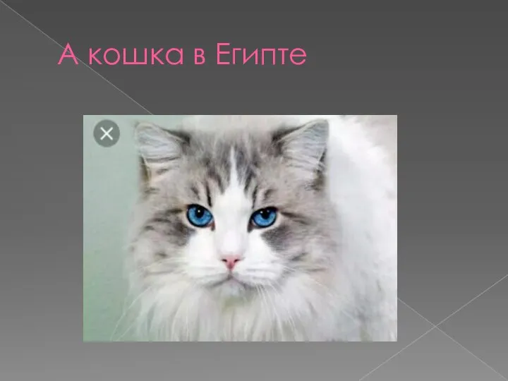 А кошка в Египте