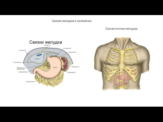 Связки желудка и селезёнки Скелетотопия желудка