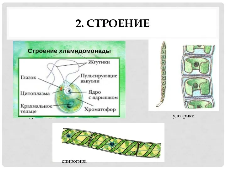 2. СТРОЕНИЕ хламидомонада хлорелла улотрикс спирогира