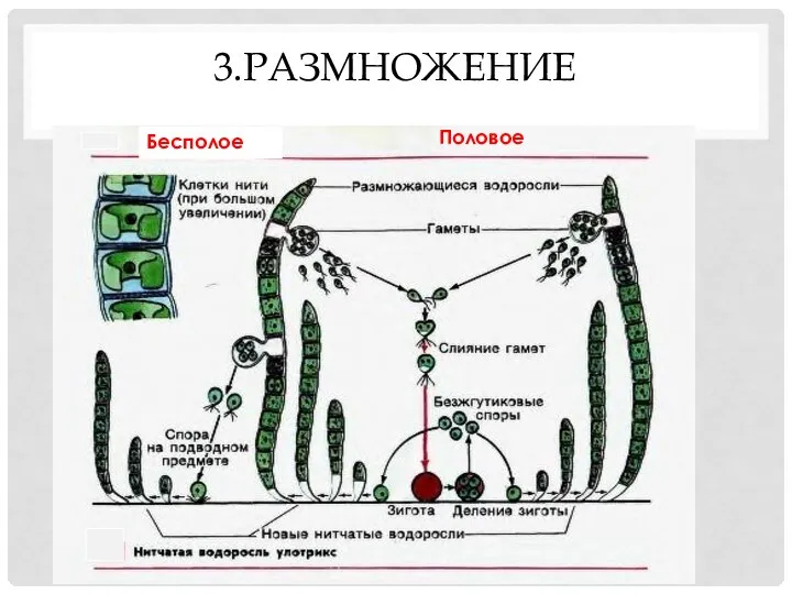 3.РАЗМНОЖЕНИЕ Бесполое Половое