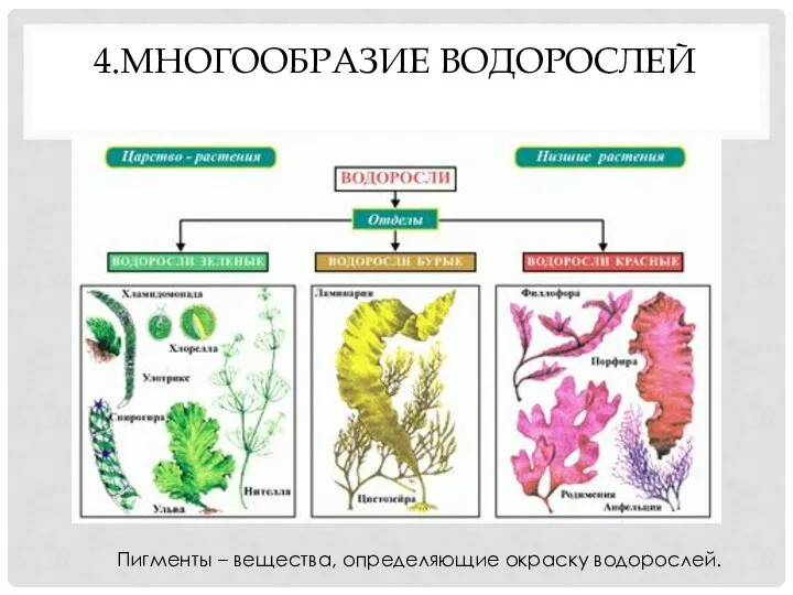 4.МНОГООБРАЗИЕ ВОДОРОСЛЕЙ Пигменты – вещества, определяющие окраску водорослей.