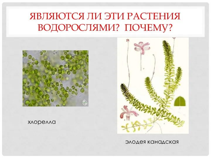 ЯВЛЯЮТСЯ ЛИ ЭТИ РАСТЕНИЯ ВОДОРОСЛЯМИ? ПОЧЕМУ? элодея канадская хлорелла