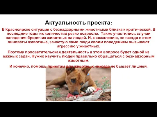 Актуальность проекта: В Красноярске ситуация с безнадзорными животными близка к критической. В