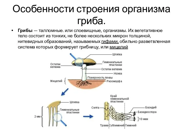 Особенности строения организма гриба. Грибы — талломные. или слоевищные, организмы. Их вегетативное