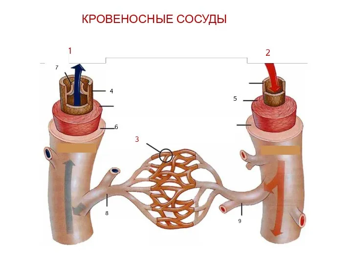 КРОВЕНОСНЫЕ СОСУДЫ 4 5 6 7 8 9 1 2 3