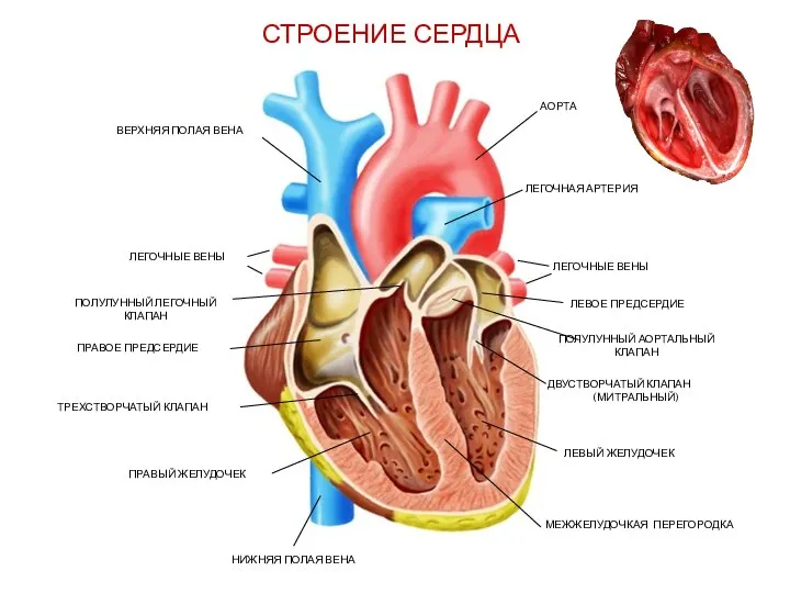 ЛЕВЫЙ ЖЕЛУДОЧЕК ПРАВЫЙ ЖЕЛУДОЧЕК МЕЖЖЕЛУДОЧКАЯ ПЕРЕГОРОДКА ПРАВОЕ ПРЕДСЕРДИЕ АОРТА ЛЕВОЕ ПРЕДСЕРДИЕ ВЕРХНЯЯ