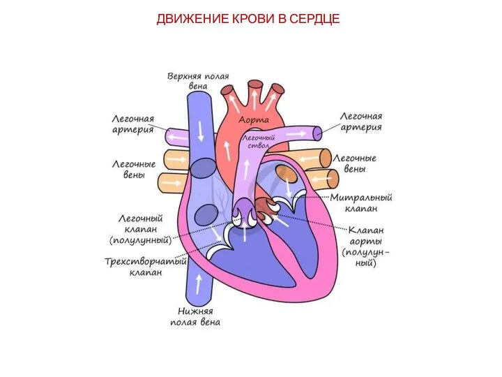 ДВИЖЕНИЕ КРОВИ В СЕРДЦЕ