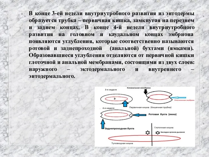 В конце 3-ей недели внутриутробного развития из энтодермы образуется трубка – первичная