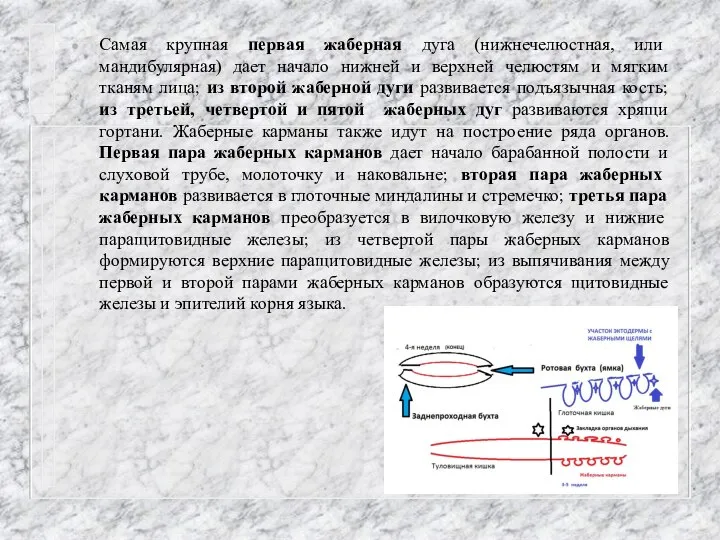 Самая крупная первая жаберная дуга (нижнечелюстная, или мандибулярная) дает начало нижней и