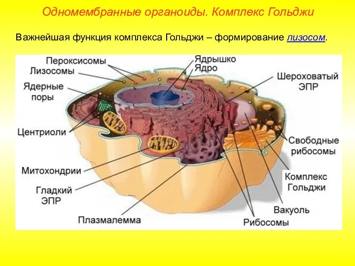 Важнейшая функция комплекса Гольджи – формирование лизосом. Одномембранные органоиды. Комплекс Гольджи