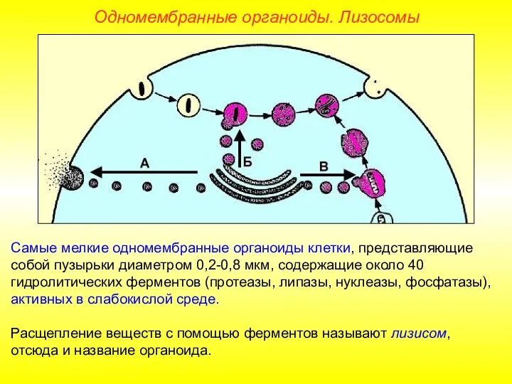 Самые мелкие одномембранные органоиды клетки, представляющие собой пузырьки диаметром 0,2-0,8 мкм, содержащие
