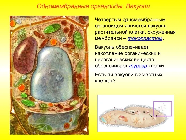 Четвертым одномембранным органоидом является вакуоль растительной клетки, окруженная мембраной – тонопластом. Вакуоль