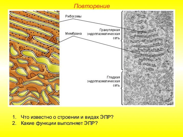 Что известно о строении и видах ЭПР? Какие функции выполняет ЭПР? Повторение
