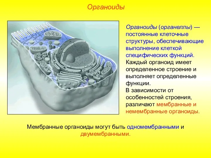 Органоиды (органеллы) — постоянные клеточные структуры, обеспечивающие выполнение клеткой специфических функций. Каждый