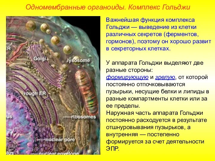 Важнейшая функция комплекса Гольджи — выведение из клетки различных секретов (ферментов, гормонов),