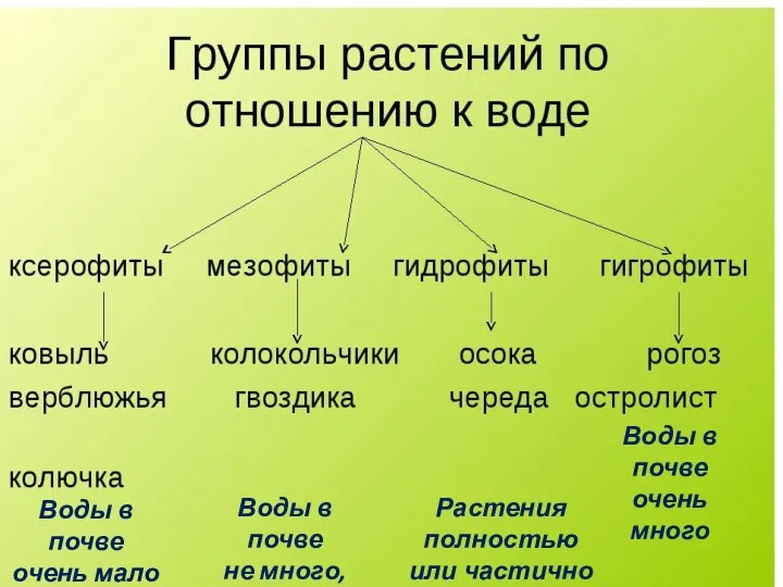 Воды в почве очень мало Воды в почве не много, и не