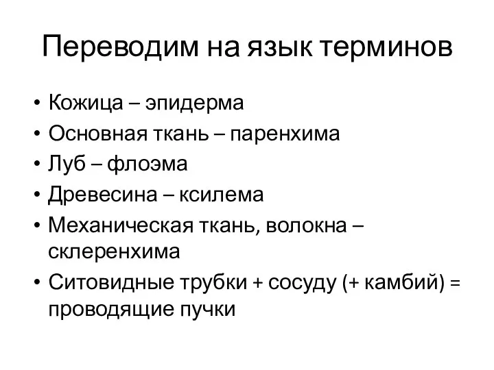 Переводим на язык терминов Кожица – эпидерма Основная ткань – паренхима Луб