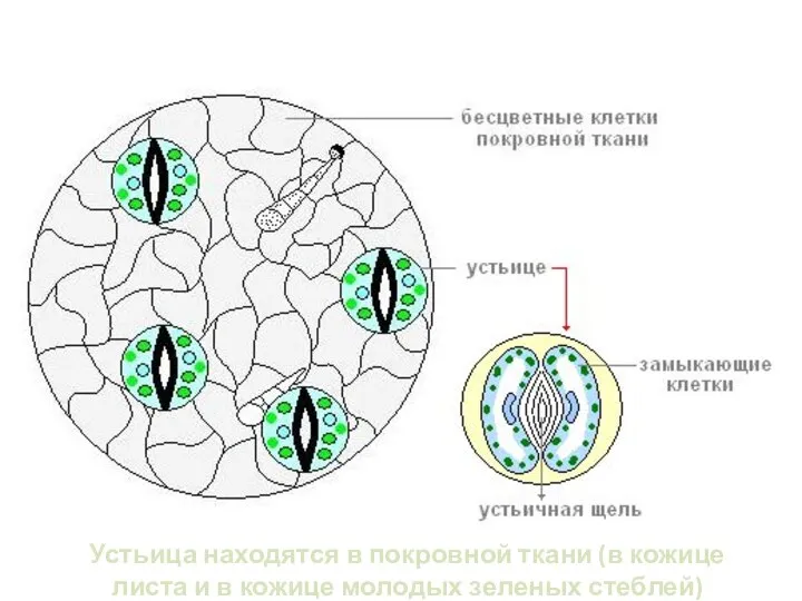 Устьица находятся в покровной ткани (в кожице листа и в кожице молодых зеленых стеблей)