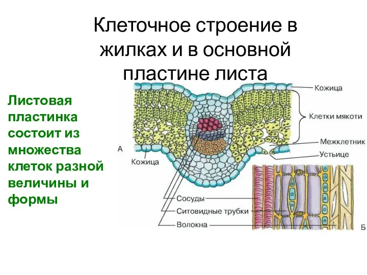 Клеточное строение в жилках и в основной пластине листа различаются Листовая пластинка