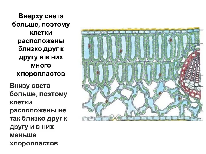 Вверху света больше, поэтому клетки расположены близко друг к другу и в