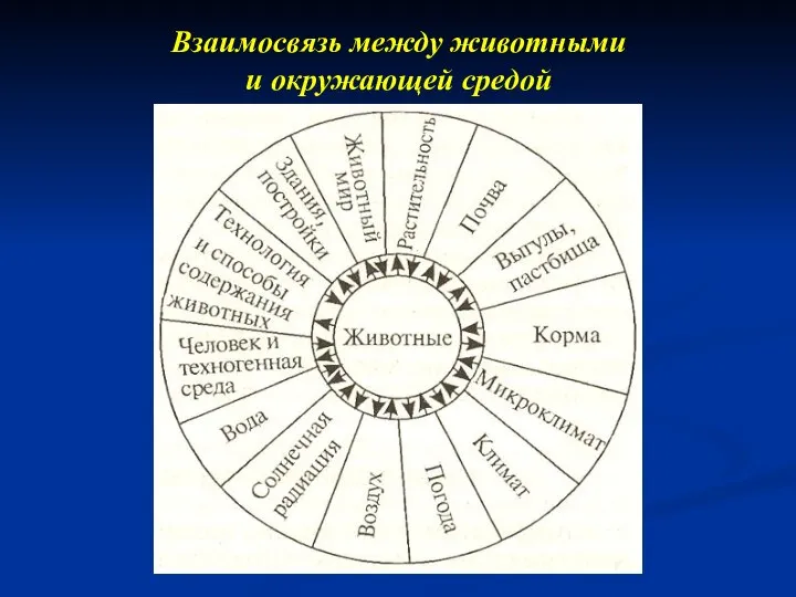 Взаимосвязь между животными и окружающей средой