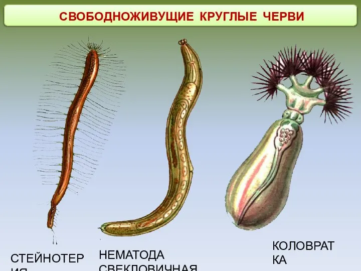 СВОБОДНОЖИВУЩИЕ КРУГЛЫЕ ЧЕРВИ СТЕЙНОТЕРИЯ НЕМАТОДА СВЕКЛОВИЧНАЯ КОЛОВРАТКА