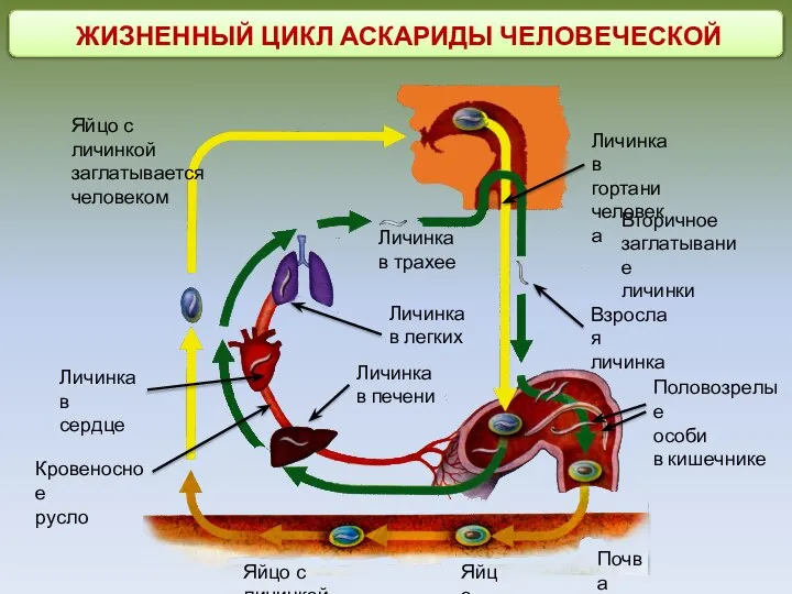 ЖИЗНЕННЫЙ ЦИКЛ АСКАРИДЫ ЧЕЛОВЕЧЕСКОЙ Яйцо с личинкой заглатывается человеком Личинка в трахее