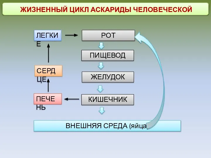 ЖИЗНЕННЫЙ ЦИКЛ АСКАРИДЫ ЧЕЛОВЕЧЕСКОЙ