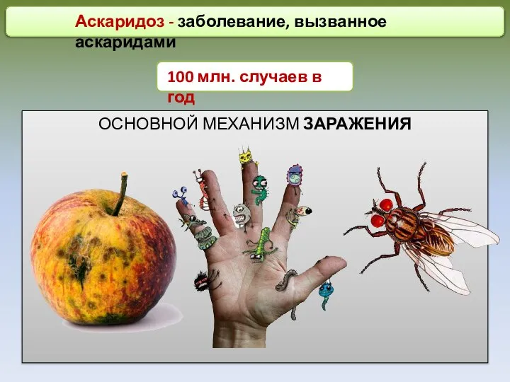 Аскаридоз - заболевание, вызванное аскаридами 100 млн. случаев в год ОСНОВНОЙ МЕХАНИЗМ ЗАРАЖЕНИЯ