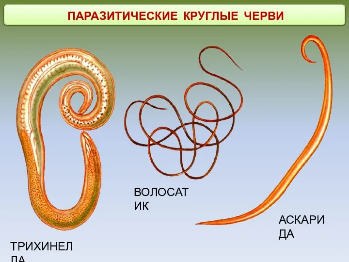 ПАРАЗИТИЧЕСКИЕ КРУГЛЫЕ ЧЕРВИ ТРИХИНЕЛЛА ВОЛОСАТИК АСКАРИДА