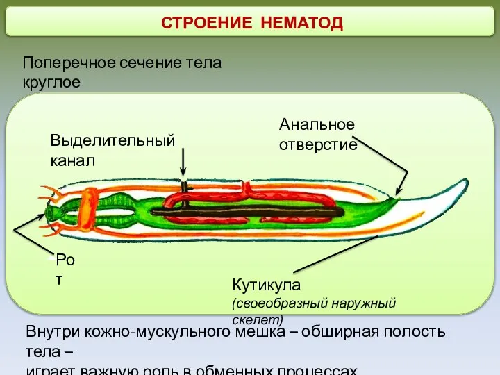 СТРОЕНИЕ НЕМАТОД Поперечное сечение тела круглое Рот Анальное отверстие Выделительный канал Кутикула